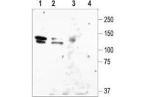 Western blot analysis of rat brain lysate (lanes 1 and 3) and HEK-KCNH1 (lanes 2 and 4): - 1,2. (KCNH1 抗体  (C-Term, Intracellular))