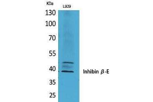 Western Blotting (WB) image for anti-Inhibin, beta E (INHBE) (C-Term) antibody (ABIN3187819)