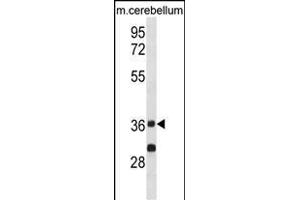 P2CA Antibody (Center) (ABIN1881681 and ABIN2839034) western blot analysis in mouse cerebellum tissue lysates (35 μg/lane). (PPP2CA 抗体  (AA 88-116))