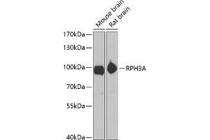 Western blot analysis of extracts of various cell lines using RPH3A Polyclonal Antibody at dilution of 1:1000. (RPH3A 抗体)