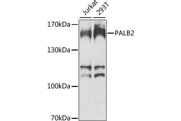 PALB2 anticorps  (AA 99-198)