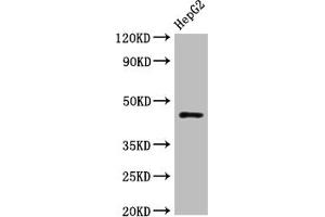 Western Blot Positive WB detected in: HepG2 whole cell lysate All lanes: HLA-B antibody at 1:1000 Secondary Goat polyclonal to rabbit IgG at 1/50000 dilution Predicted band size: 41 kDa Observed band size: 45 kDa (HLA-B 抗体  (AA 243-308))