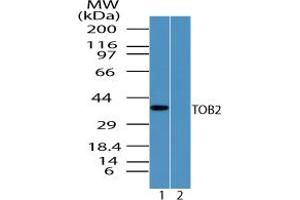 Image no. 1 for anti-Transducer of ERBB2, 2 (TOB2) (AA 50-100) antibody (ABIN960385) (TOB2 抗体  (AA 50-100))