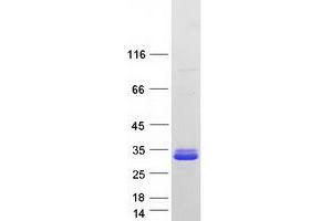 Validation with Western Blot (C19orf84 Protein (Myc-DYKDDDDK Tag))