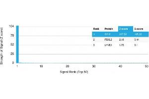 Analysis of Protein Array containing more than 19,000 full-length human proteins using GP2 Mouse Monoclonal Antibody (GP2/1805) Z- and S- Score: The Z-score represents the strength of a signal that a monoclonal antibody (Monoclonal Antibody) (in combination with a fluorescently-tagged anti-IgG secondary antibody) produces when binding to a particular protein on the HuProtTM array. (GP2 抗体  (AA 35-179))