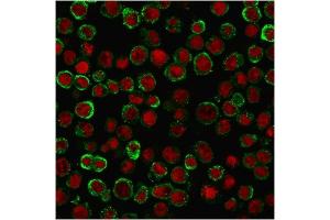 Immunofluorescence (IF) image for anti-Tumor Necrosis Factor Receptor Superfamily, Member 9 (TNFRSF9) (AA 19-188) antibody (ABIN6939788)