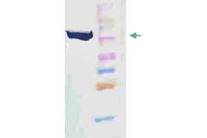 Western blot analysis of heat shock HeLa lysate with HSP90B1 monoclonal antibody, clone H9010 .