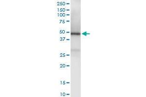 Immunoprecipitation of TRAF1 transfected lysate using anti-TRAF1 MaxPab rabbit polyclonal antibody and Protein A Magnetic Bead , and immunoblotted with TRAF1 purified MaxPab mouse polyclonal antibody (B01P) . (TRAF1 抗体  (AA 1-416))