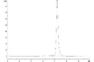 The purity of Mouse CALCA/CGRP is greater than 95 % as determined by SEC-HPLC.