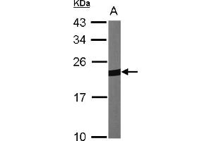Western Blotting (WB) image for anti-Peroxiredoxin 1 (PRDX1) (AA 19-116) antibody (ABIN467365) (Peroxiredoxin 1 抗体  (AA 19-116))