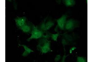 Anti-C1orf50 mouse monoclonal antibody (ABIN2454572) immunofluorescent staining of COS7 cells transiently transfected by pCMV6-ENTRY C1orf50 (RC200134). (C1ORF50 抗体)