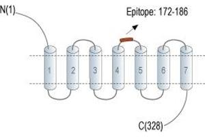 Representative domain view of the target of ABIN7885361.