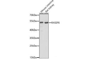 Western blot analysis of extracts of various cell lines using RASSF6 Polyclonal Antibody at dilution of 1:1000. (RASSF6 抗体)