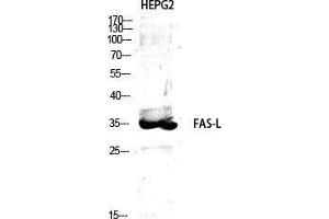 Western Blot (WB) analysis of specific cells using FAS-L Polyclonal Antibody. (FASL 抗体  (Internal Region))