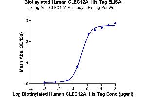 ELISA image for C-Type Lectin Domain Family 12, Member A (CLEC12A) (AA 65-265) protein (His-Avi Tag,Biotin) (ABIN7274358)
