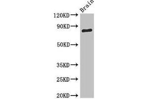 Western Blot Positive WB detected in: Mouse brain tissue All lanes: SV2B antibody at 3. (SV2B 抗体  (AA 1-108))