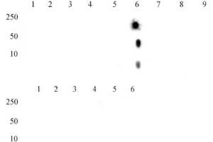 Histone H4K20me2 antibody (mAb) tested by dot blot analysis.