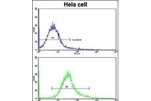 Flow cytometric analysis of hela cells using ARPC1A Antibody (Center)(bottom histogram) compared to a negative control cell (top histogram).