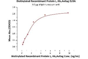 Immobilized Ipilimumab at 2 μg/mL (100 μL/well) can bind Biotinylated Recombinant Protein L, His,Avitag (ABIN6973199) with a linear range of 0. (Protein L Protein (AA 106-470) (His tag,AVI tag,Biotin))