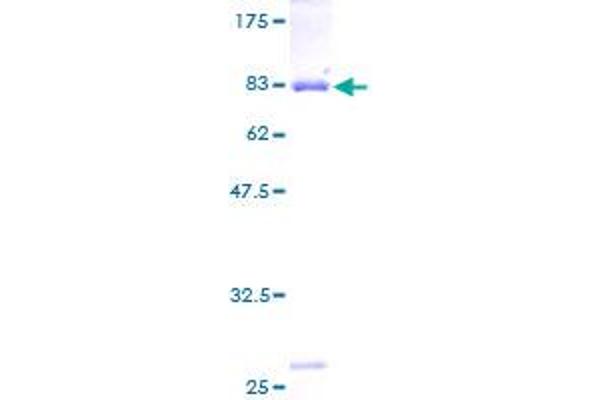 Annexin A11 Protein (ANXA11) (AA 1-505) (GST tag)