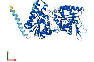 AlphaFold protein structure predicition of Human Recombinant ALG1 Protein, UniprotID Q9BT22