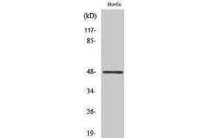 Western Blotting (WB) image for anti-Jun D Proto-Oncogene (JUND) (pSer100), (pSer73) antibody (ABIN3172853) (JunD 抗体  (pSer73, pSer100))