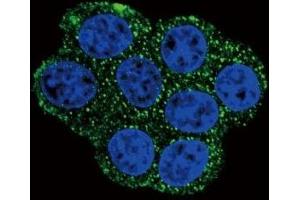 Confocal immunofluorescent analysis of SDHD antibody with HeLa cells followed by Alexa Fluor 488-conjugated goat anti-rabbit lgG (green). (SDHD 抗体  (AA 13-42))
