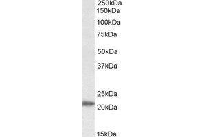 Western Blotting (WB) image for anti-IMP3, U3 Small Nucleolar Ribonucleoprotein (IMP3) (AA 40-53) antibody (ABIN793143) (IMP3 抗体  (AA 40-53))