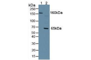 Western blot analysis of (1) Mouse Serum and (2) Human Jurkat Cells. (PTPRJ 抗体  (AA 567-842))