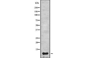 Western blot analysis of APOC3 using K562 whole cell lysates (APOC3 抗体  (Internal Region))