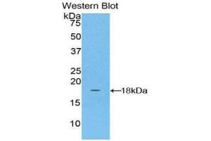 Western Blotting (WB) image for anti-NADH Dehydrogenase (Ubiquinone) 1, alpha/beta Subcomplex, 1, 8kDa (NDUFAB1) (AA 5-129) antibody (ABIN1857869) (NDUFAB1 抗体  (AA 5-129))