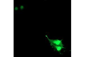 Anti-RNF113B mouse monoclonal antibody (ABIN2455434) immunofluorescent staining of COS7 cells transiently transfected by pCMV6-ENTRY RNF113B (RC205407). (RNF113B 抗体)