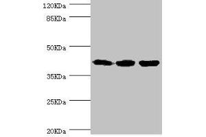 Western blot All lanes: FIBP antibody at 1. (FIBP 抗体  (AA 1-364))