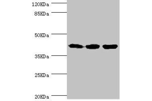 FIBP 抗体  (AA 1-364)