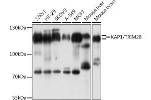 Western blot analysis of extracts of various cell lines, using K/K/TRIM28 antibody  at 1:1000 dilution. (KAP1 抗体  (AA 576-835))