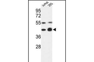 Western blot analysis of COPS3 Antibody (Center) (ABIN392341 and ABIN2841982) in Jurkat, 293 cell line lysates (35 μg/lane). (COPS3 抗体  (AA 98-130))