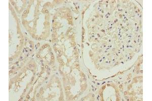Immunohistochemistry of paraffin-embedded human kidney tissue using ABIN7166783 at dilution of 1:100 (OVOL1 抗体  (AA 9-267))