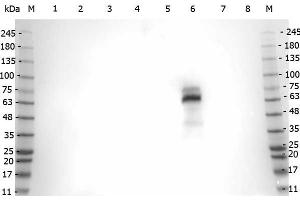 Western Blot of Rabbit anti-Myeloperoxidase antibody. (Myeloperoxidase 抗体)