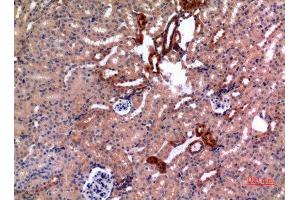 Immunohistochemistry (IHC) analysis of paraffin-embedded Mouse Kidney, antibody was diluted at 1:100. (E2F4 抗体)
