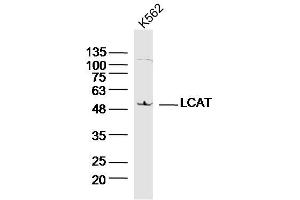 K562 lysates probed with LCAT Polyclonal Antibody, Unconjugated  at 1:300 dilution and 4˚C overnight incubation.