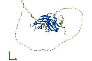 AlphaFold protein structure predicition of Human Recombinant AMMECR1 Protein, UniprotID Q9Y4X0