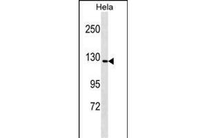 GTF2IRD1 Antibody (N-term) (ABIN1539605 and ABIN2849623) western blot analysis in Hela cell line lysates (35 μg/lane). (GTF2IRD1 抗体  (N-Term))