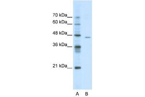 ACCN4 antibody used at 0. (ACCN4 抗体  (N-Term))