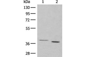 Western blot analysis of 293T cell lysates using GALR1 Polyclonal Antibody at dilution of 1:500 (Galanin Receptor 1 抗体)