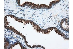 Image no. 2 for anti-Acetyl-CoA Acetyltransferase 2 (ACAT2) antibody (ABIN1496404) (ACAT2 抗体)