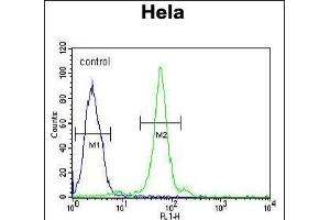 CTDSPL Antibody (N-term) (ABIN653994 and ABIN2843931) flow cytometric analysis of Hela cells (right histogram) compared to a negative control cell (left histogram). (CTDSPL 抗体  (N-Term))