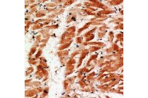 Immunohistochemical analysis of COX4-2 staining in human heart formalin fixed paraffin embedded tissue section. (COX4I2 抗体)