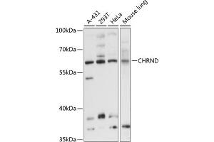 Western blot analysis of extracts of various cell lines, using CHRND antibody (ABIN6133227, ABIN6138596, ABIN6138597 and ABIN6214735) at 1:3000 dilution. (CHRND 抗体  (AA 22-245))