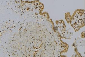ABIN6273001 at 1/100 staining Mouse placenta tissue by IHC-P. (HSPB11 抗体  (N-Term))