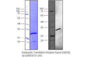 Western Blotting (WB) image for Eukaryotic Translation Initiation Factor 6 (EIF6) (AA 1-245) protein (Strep Tag) (ABIN3098736) (EIF6 Protein (AA 1-245) (Strep Tag))